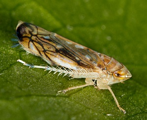 Extensão de usos menores e autorização excepcional de emergência de produtos Selectis